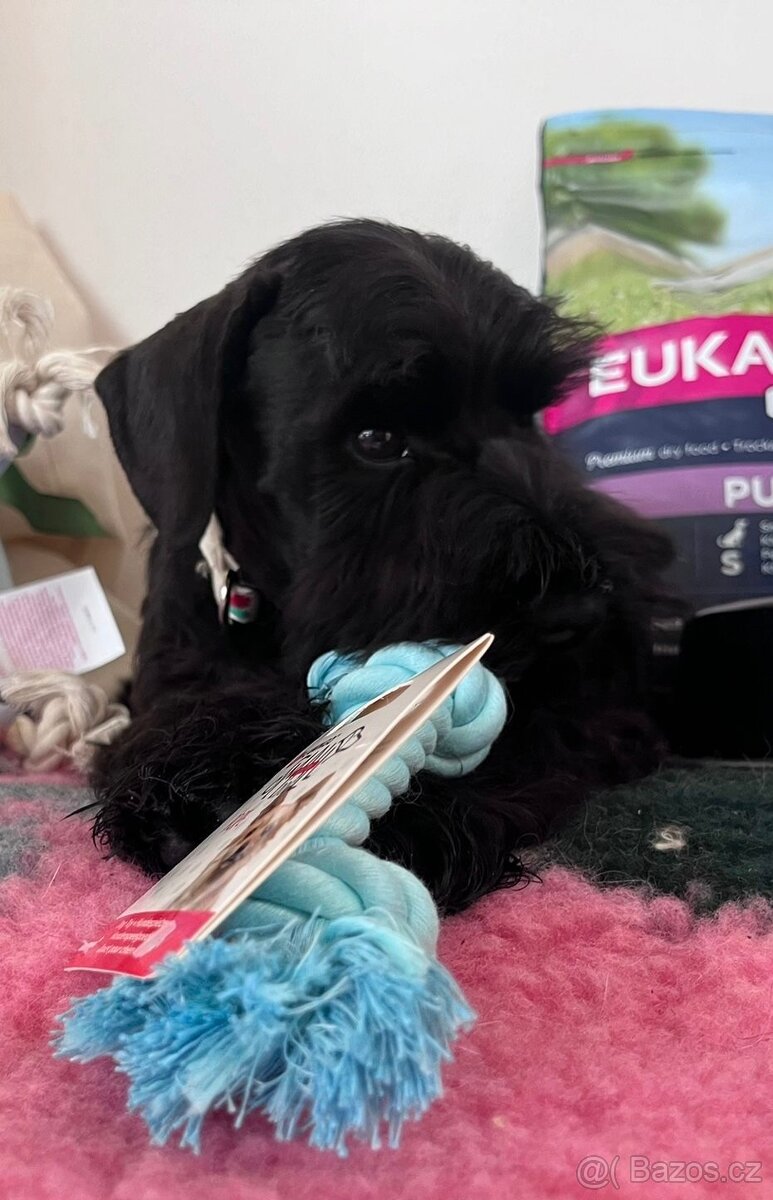 Knírač malý černý - 4