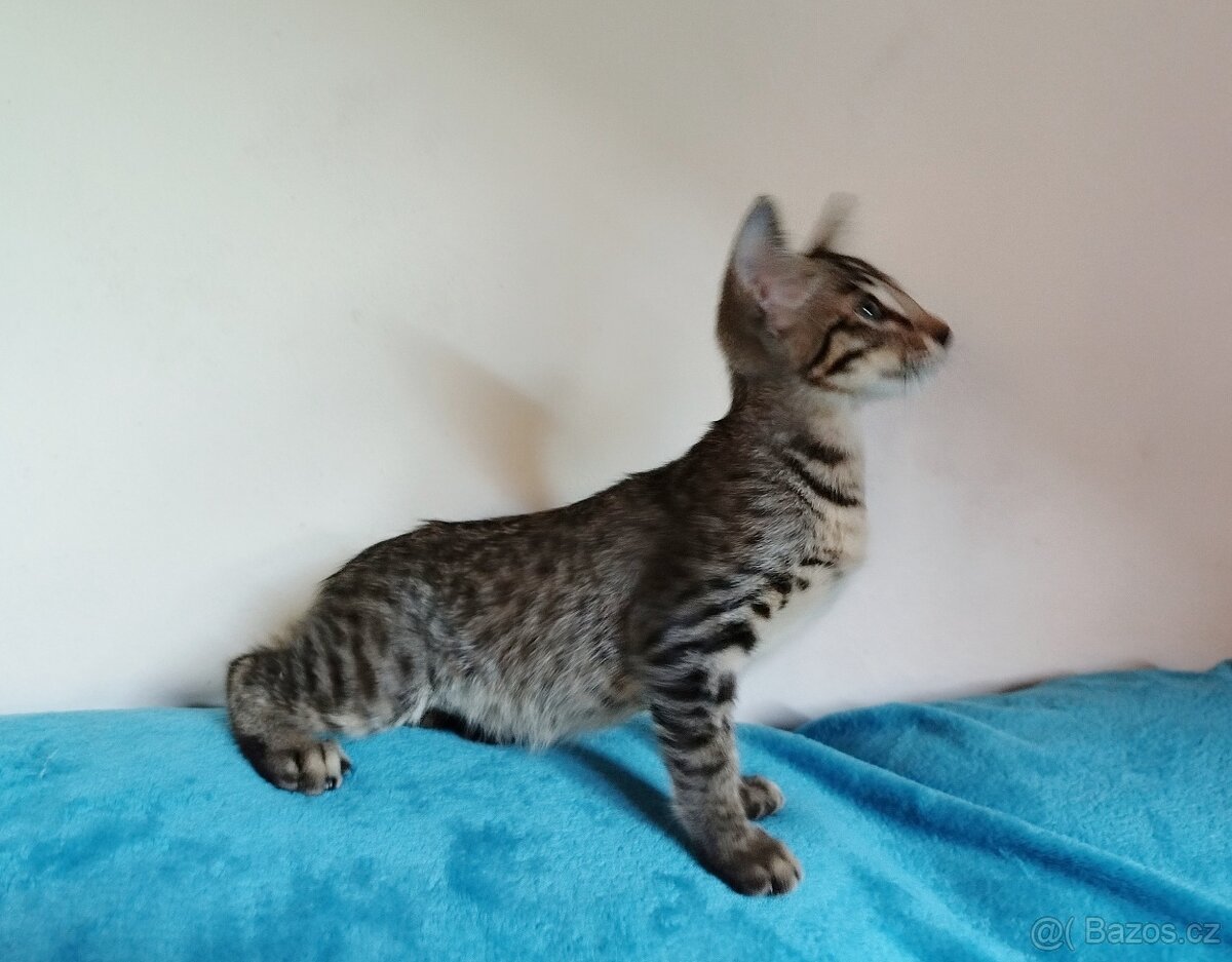 Orientální koťata - 4