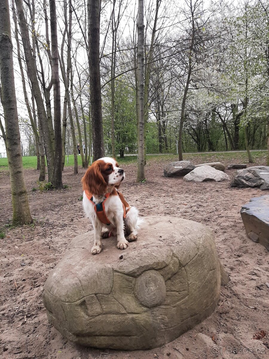 Pes na krytí Kavalier - 4