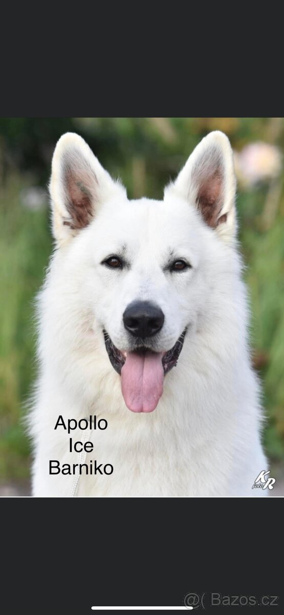 Bílý švýcarský ovčák s PP-uchovnělý - 4