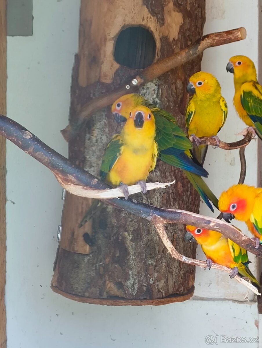 Prodám mláďata Aratinga sluneční - 4