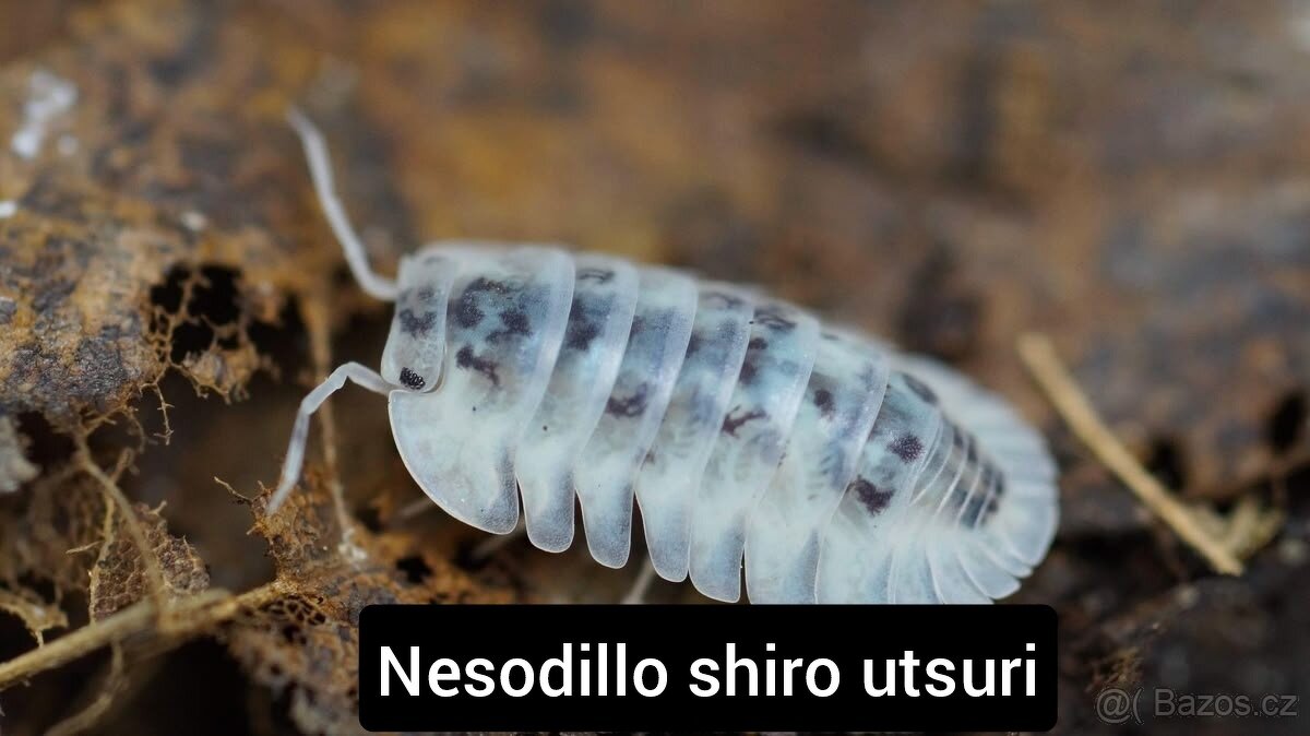 Stinky - isopody - 4