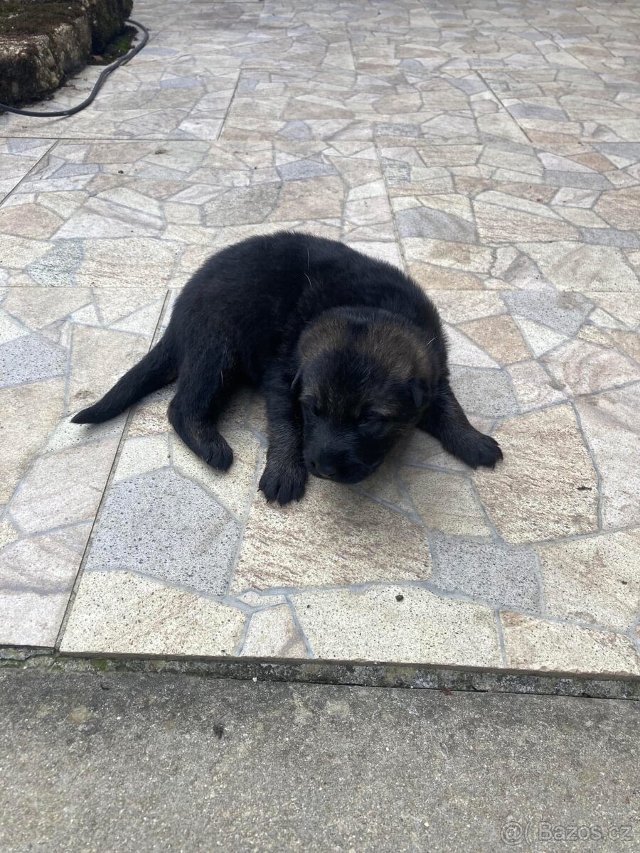 Německy ovčak -šťenátka - 4