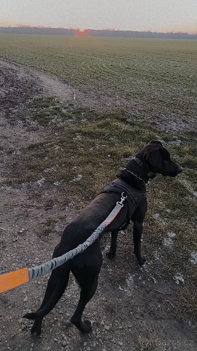 Prodej psa kříženec - 4