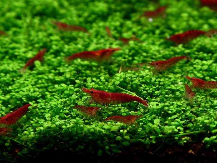 Krevetky - Red cherry - Neocaridina davidi - 4