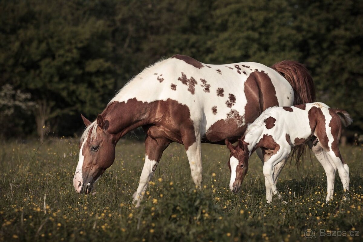 APH klisna po Cat Prints - 4