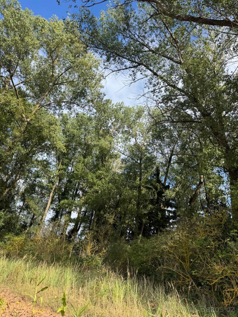 Prodej lesního pozemku k.ú. Vrchovina - 4