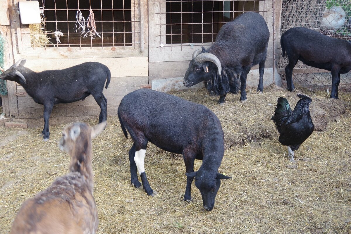Kamerunská ovce s jehňaty - 4