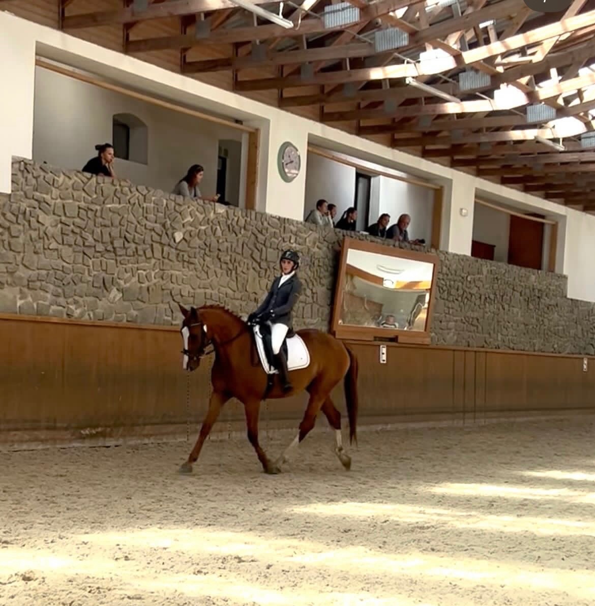 Líbivý, charakterní valach - 4