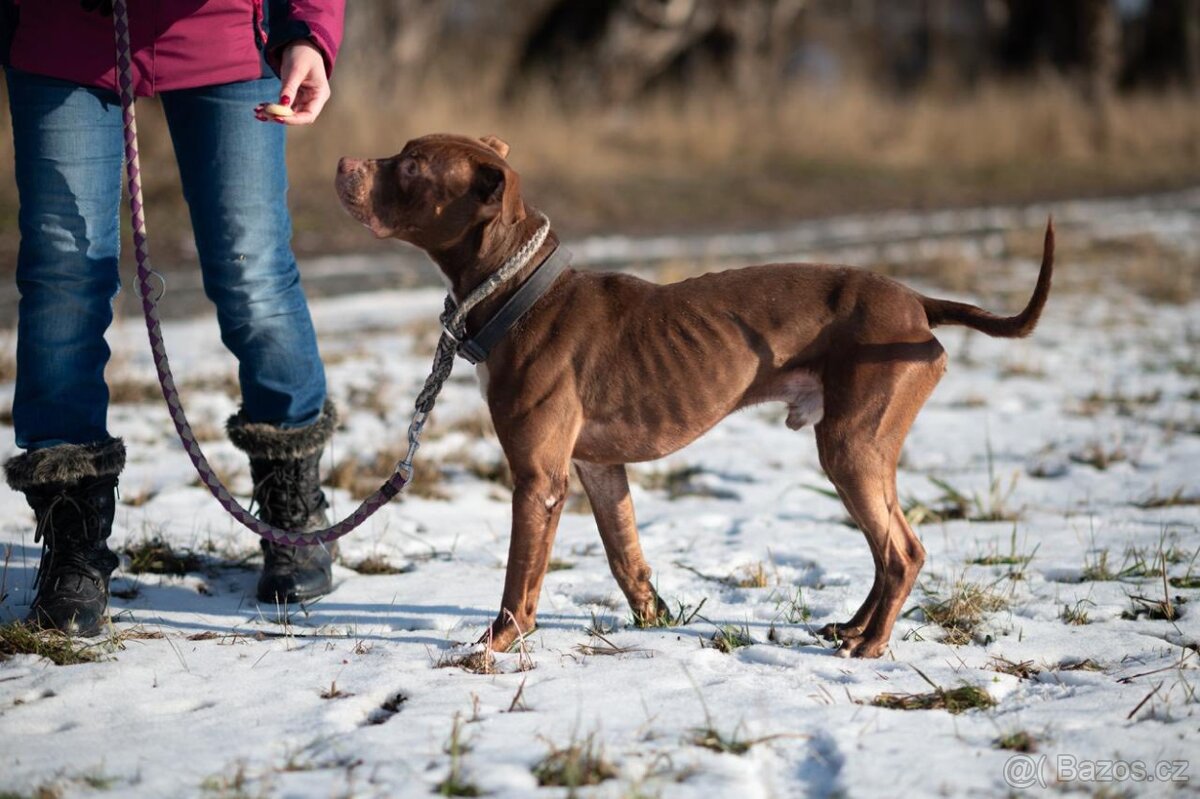 Dante pitbul hledá domov - 4