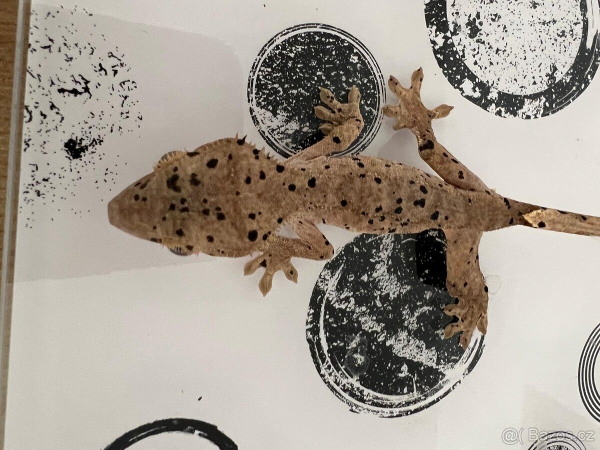 Pagekon řasnatý- Correlophus ciliatus - 4