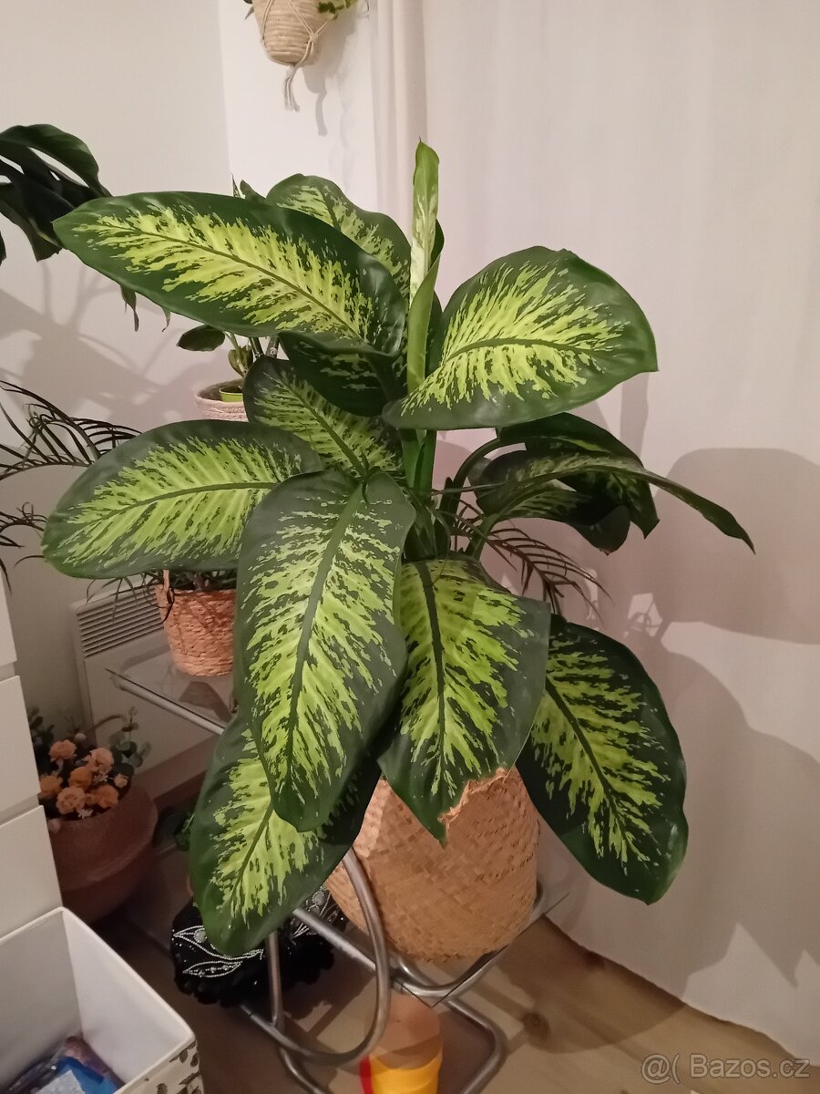 Dieffenbachia / Difenbachie 110 - 4