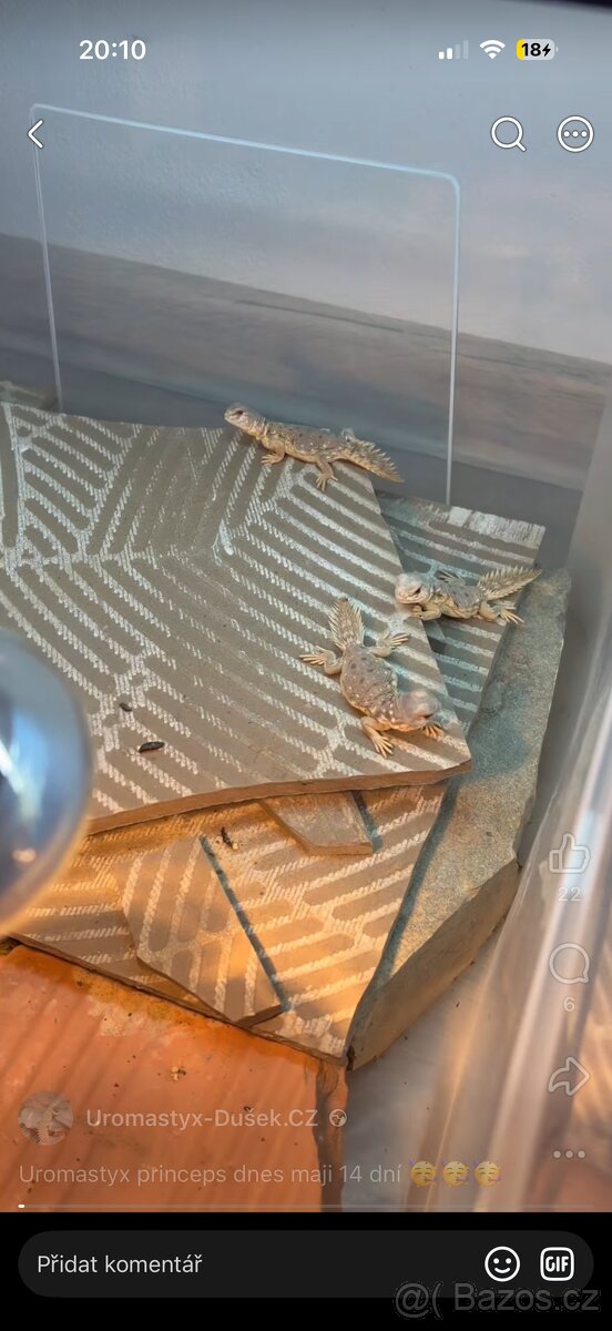 Uromastyx Princeps - 4