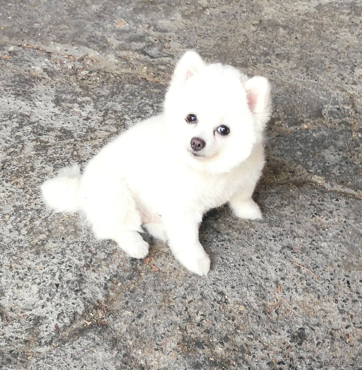 Fenka trpasličí špic - 4