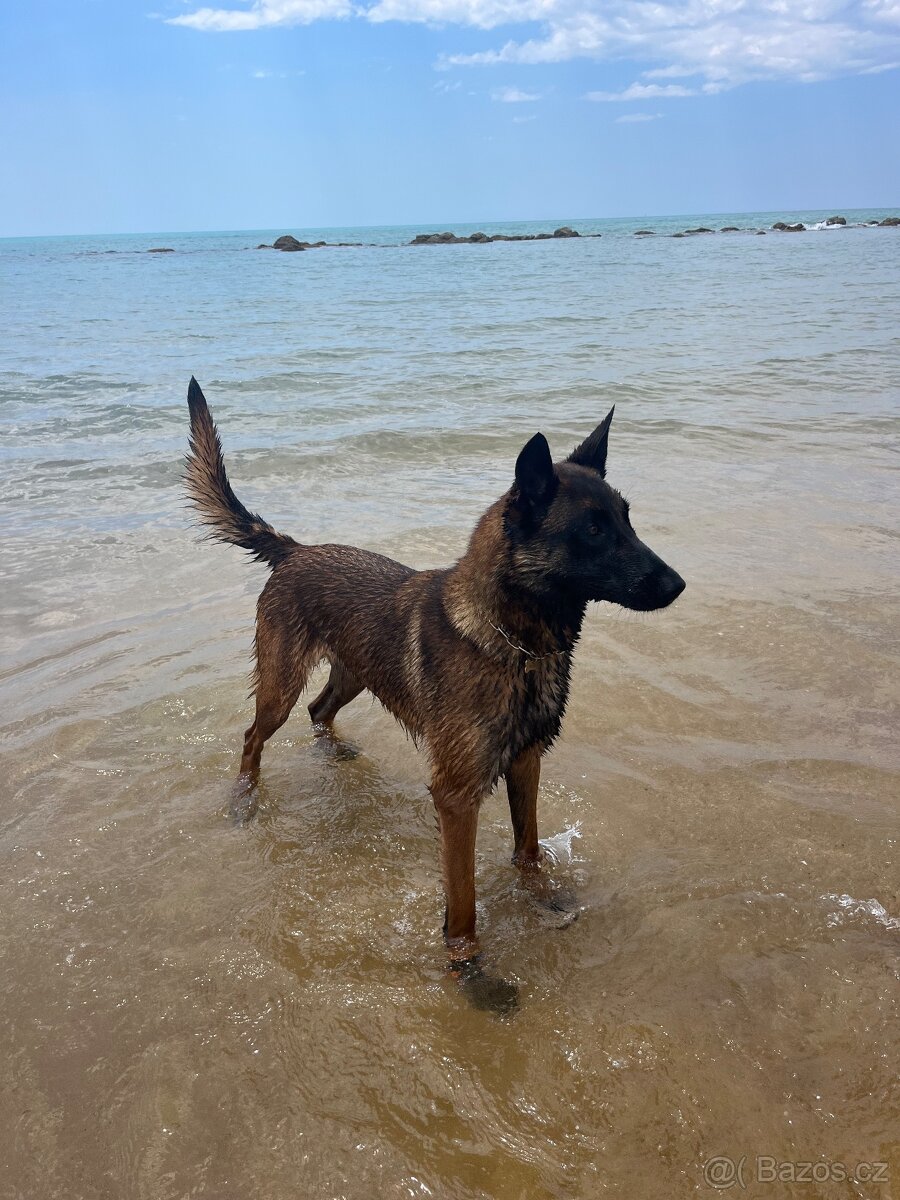 Belgický ovčák malinois - 4