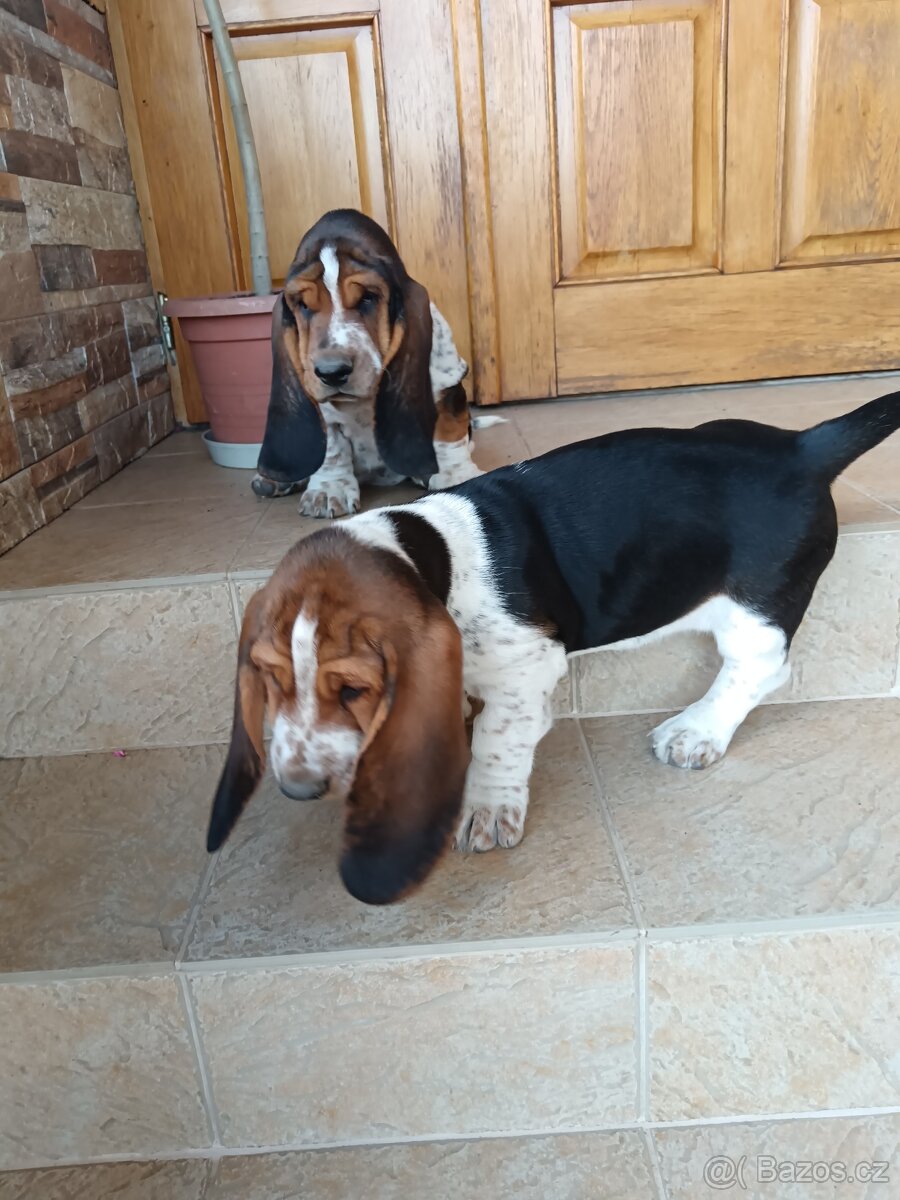 Basset - 4