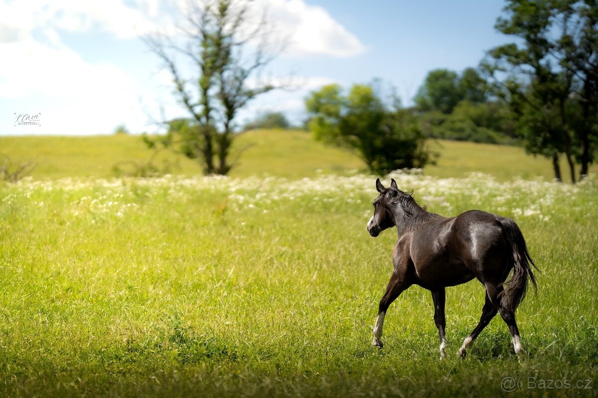 Roční American Quarter Horse black klisna, vnučka Gunnera - 4