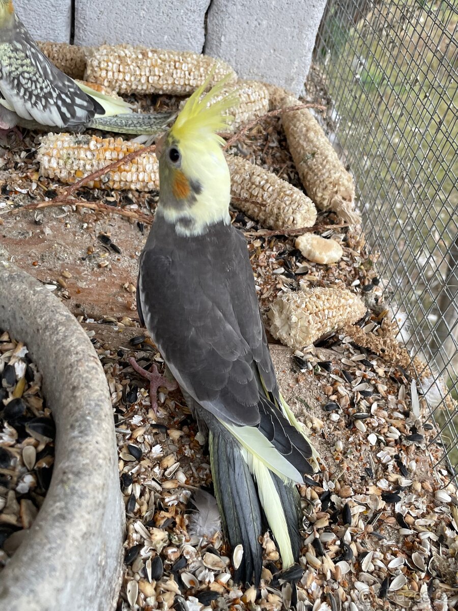 Korela - papoušek na ochočení - 4