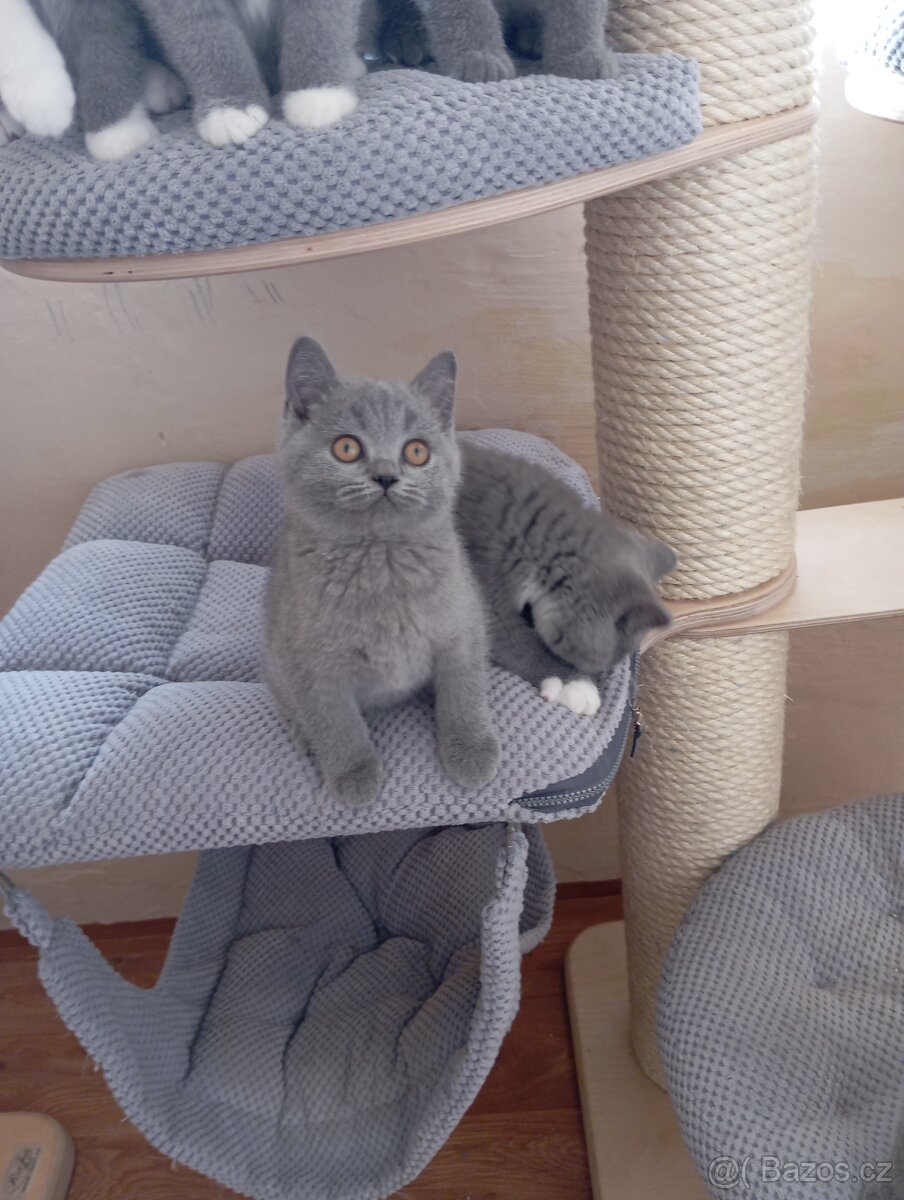 Britská modrá a Bikolor koťátka - 4