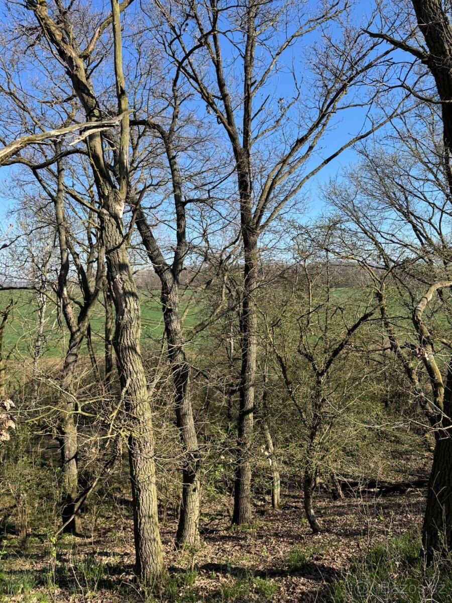 Prodám pozemky v katastrálním území Jevišovice - 4