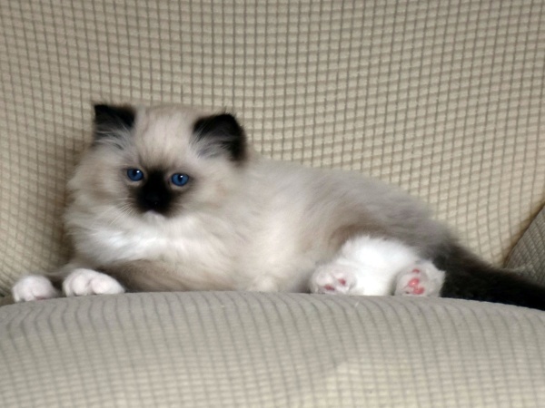 RAGDOLL koťátka: - 4