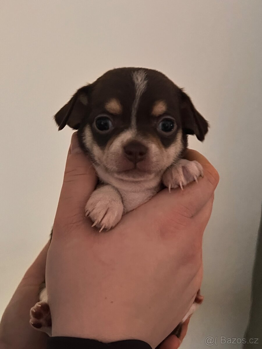 Čivava krátkosrstá - 4