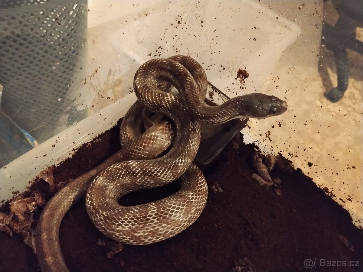 Užovka černá - 4