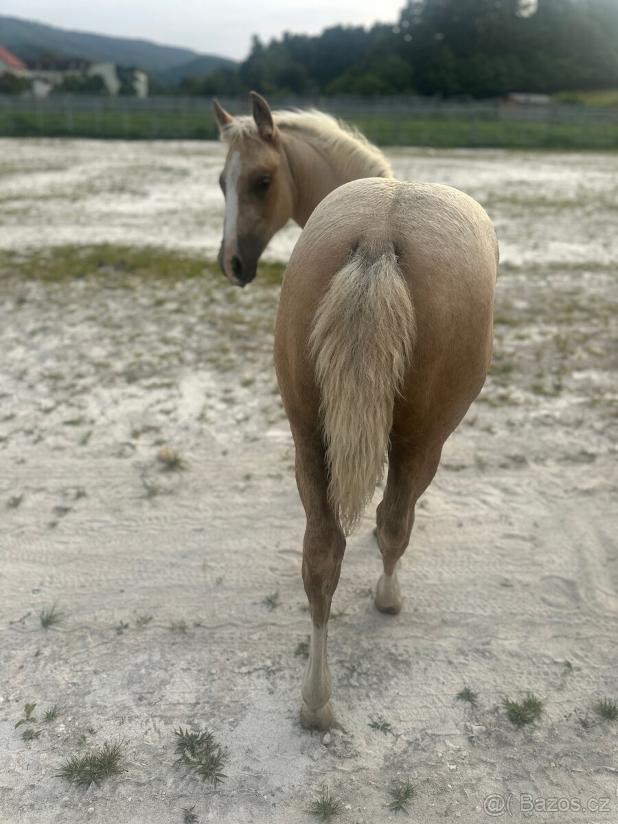 Palomino hřebeček QH - 4