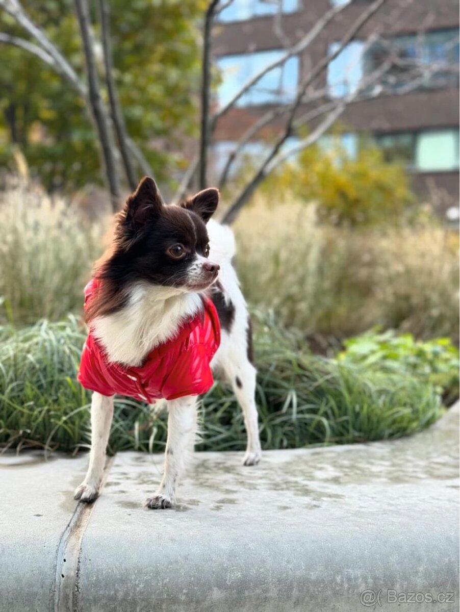 Čivava ke krytí - 4