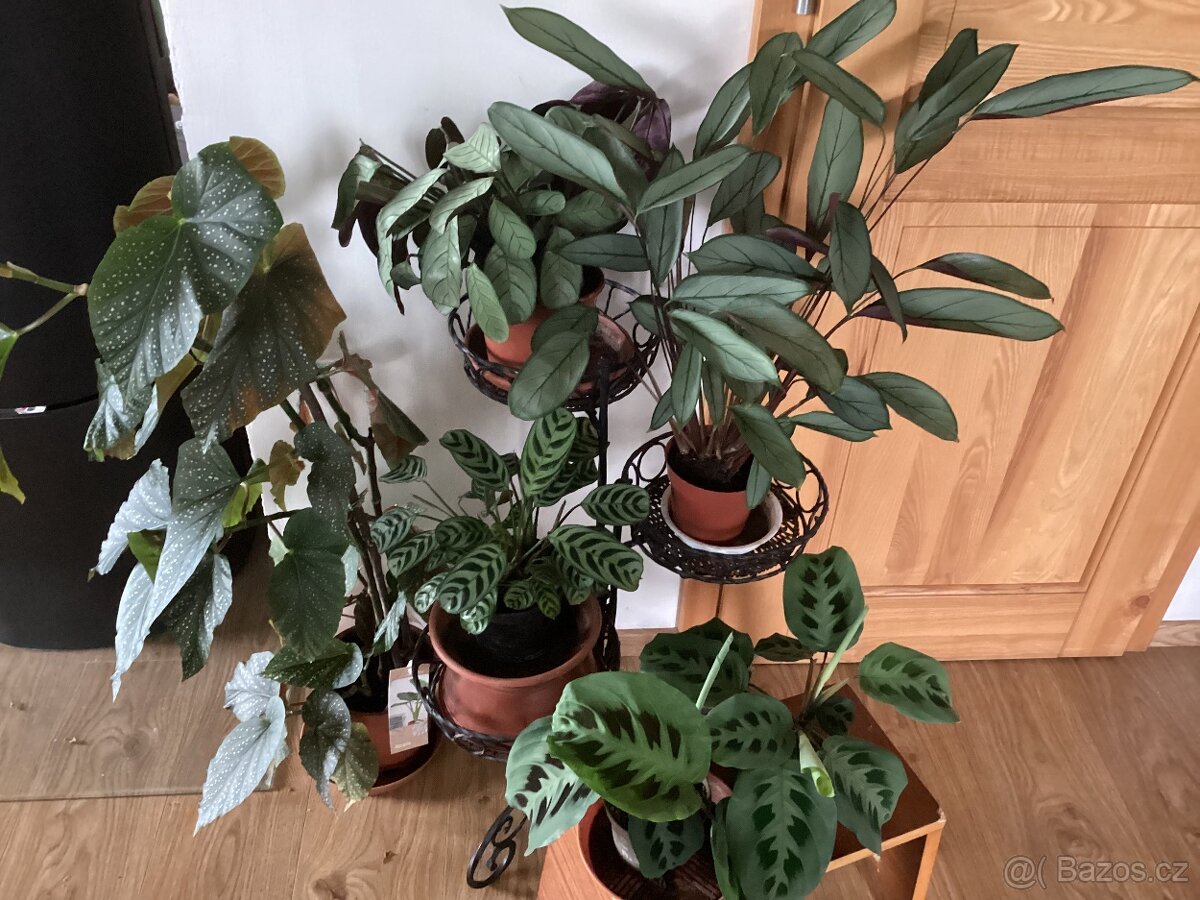 Pokojové kvetiny - 4