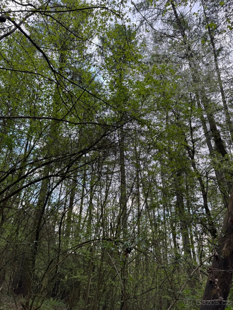 Prodám lesní pozemky v k.ú. Přeštěnice - 4