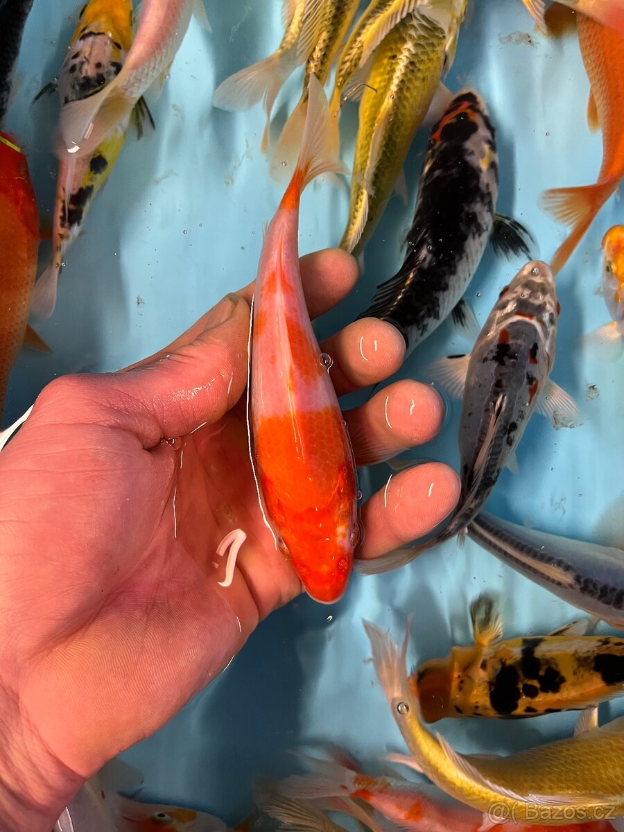 Jezírkové ryby - 4
