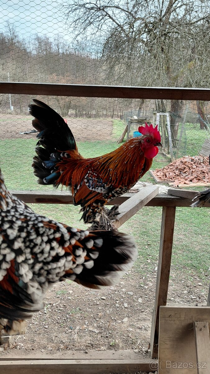 Zakrslá rousná - 4