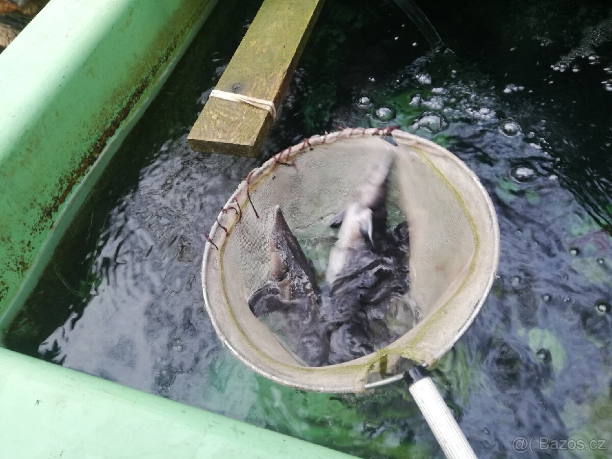 Nasada jesetera sibiřského - 4