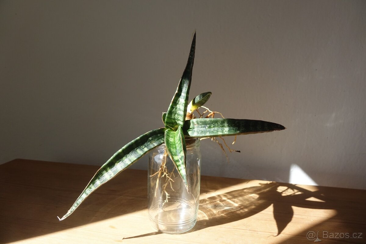 Tchynin jazyk, Sansevieria - 4