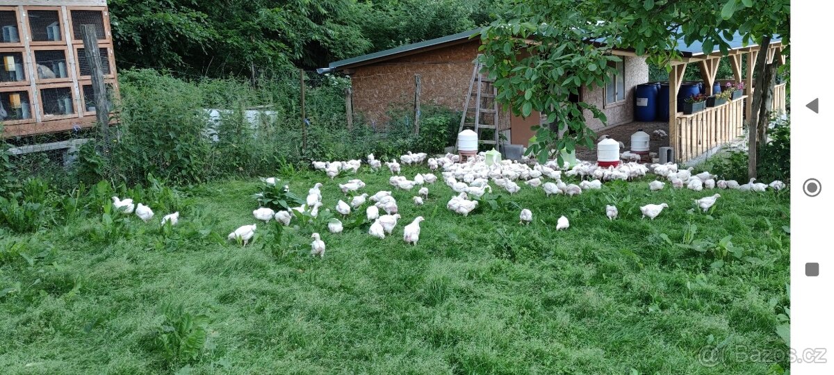 Kuřata kuřecí maso brojler - 4