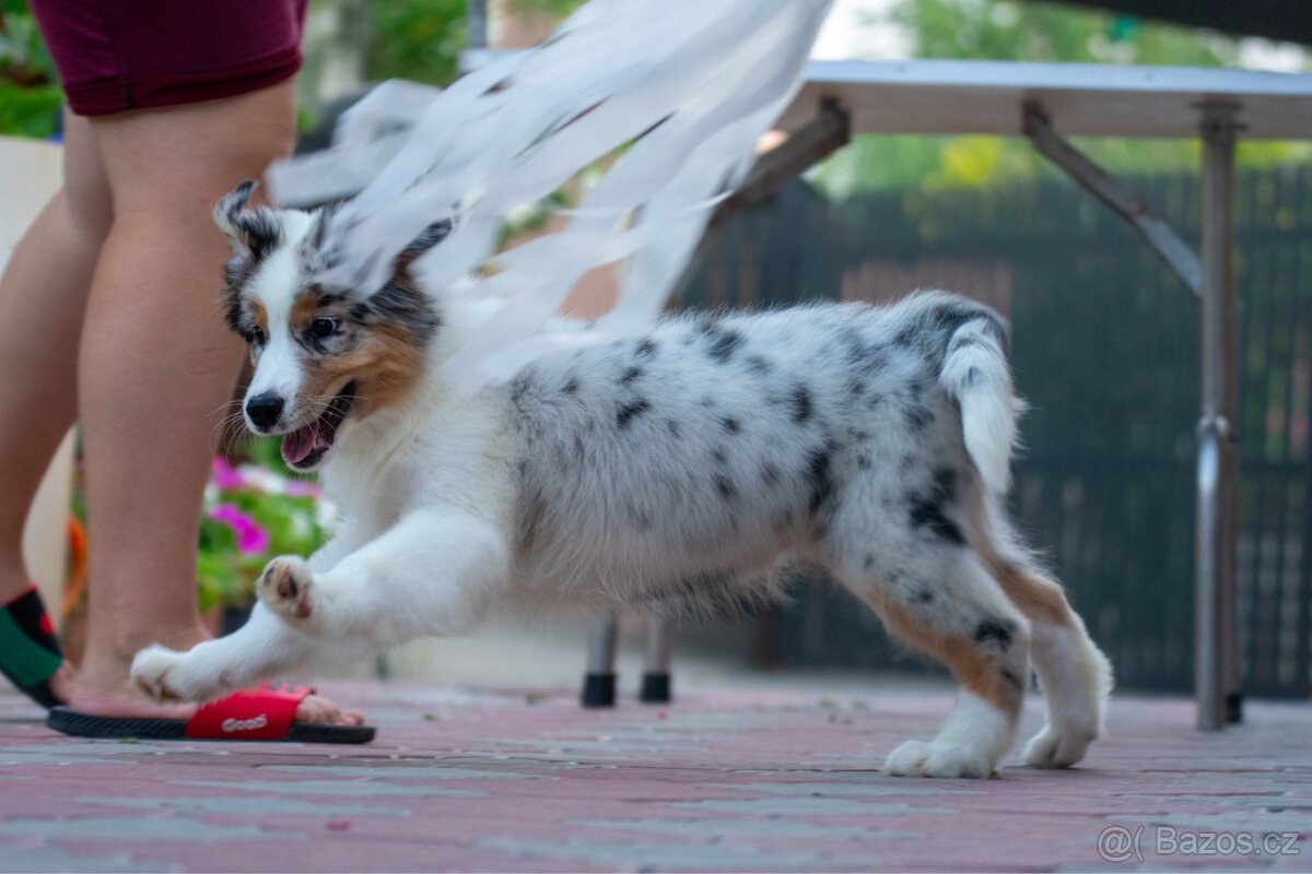 Australský ovčák s PP - 4