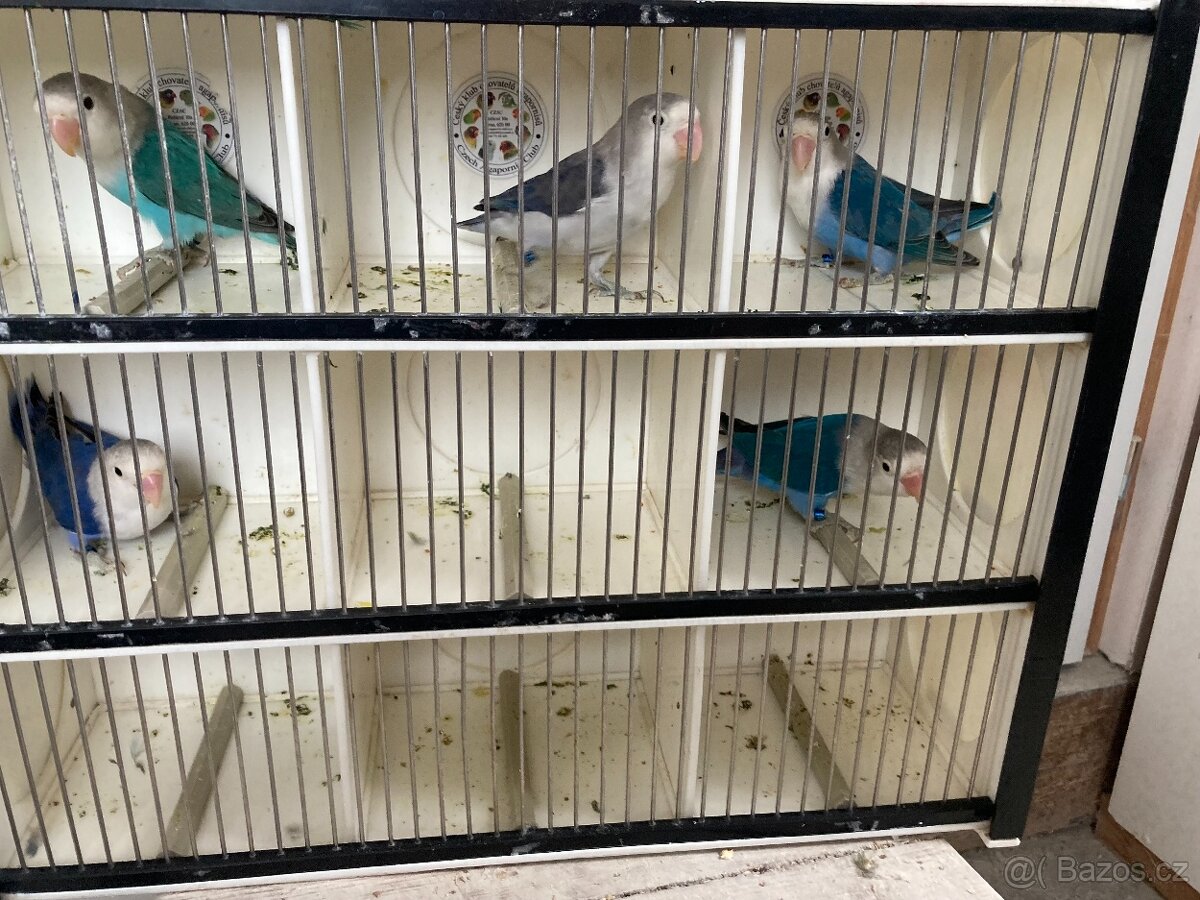 agapornis fischeri - 4