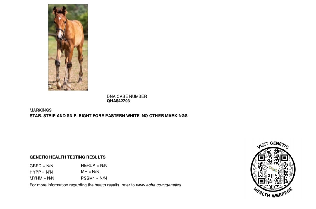 2,5 ročná AQH kobylka - 4