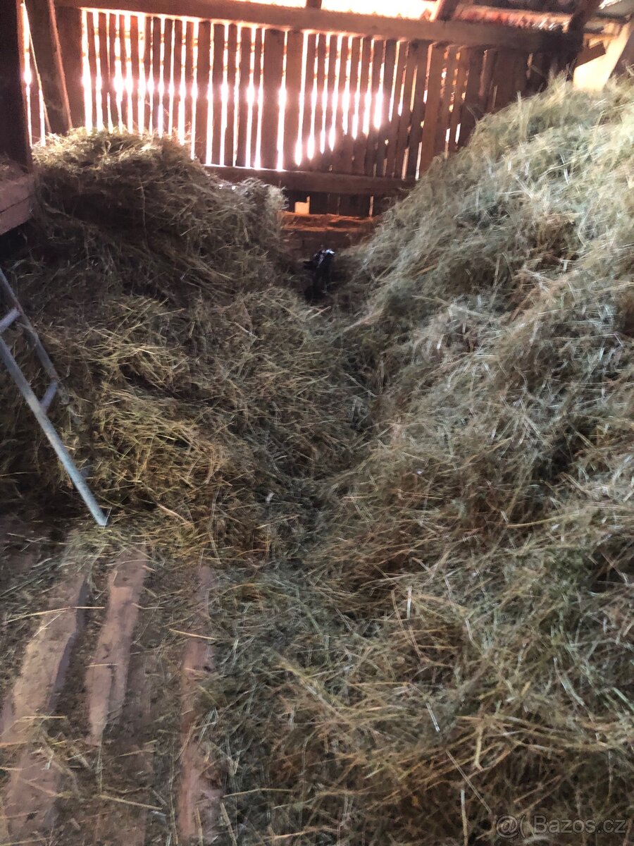 PRODÁM LEVNĚ KRÁSNÉ ZELENÉ A VOŇAVÉ SENO 2025 - 4