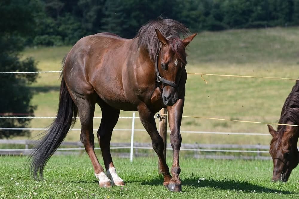 Připouštění GEE RONNIE MO - 4