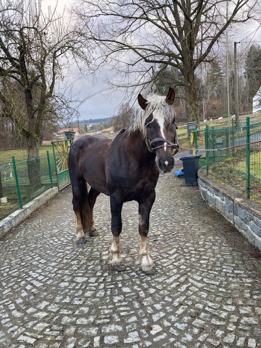 Norický hřebec - 4