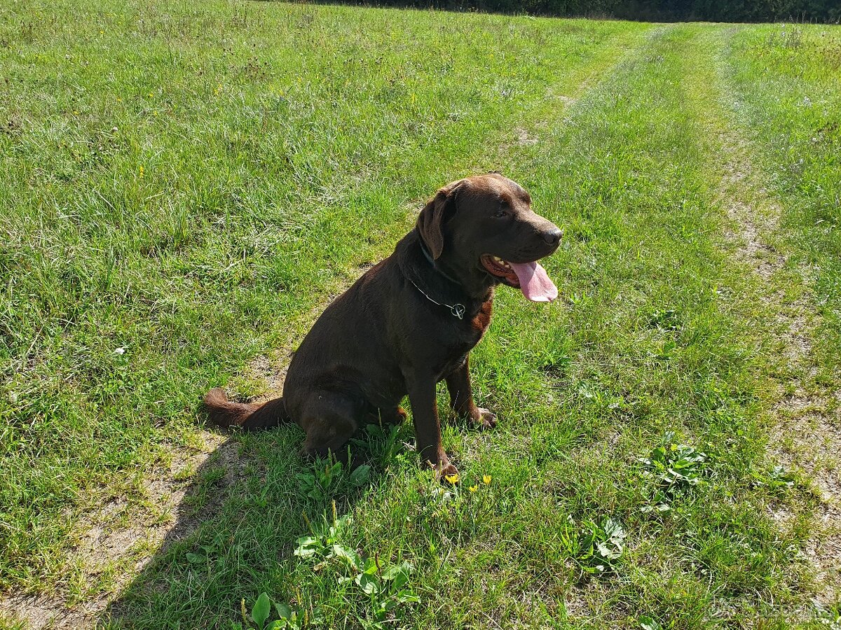 Labradorský retrívr ke krytí - 4