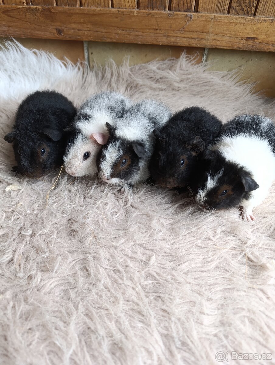 Morče US Teddy / morčata / morčátko - 4