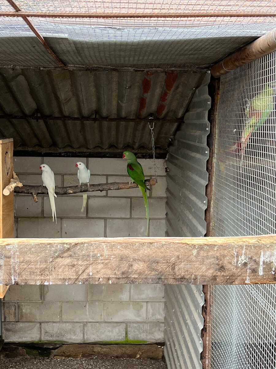 Mníšek šedý samec modrý s DNA - 4