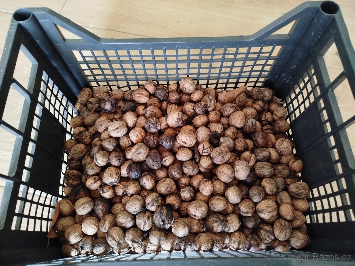 Vlašské ořechy neloupané 8 kg - 4