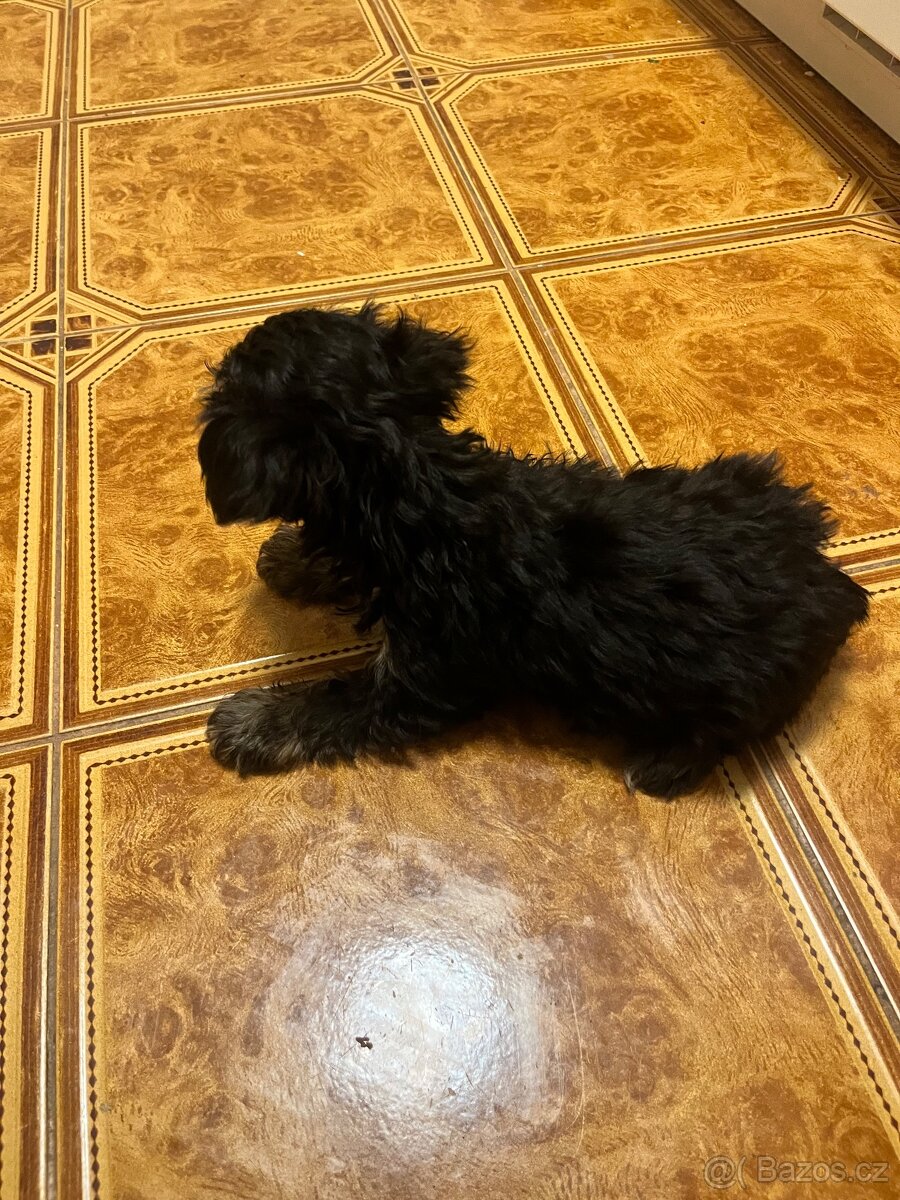 Jorksirsky terier biwier - 4