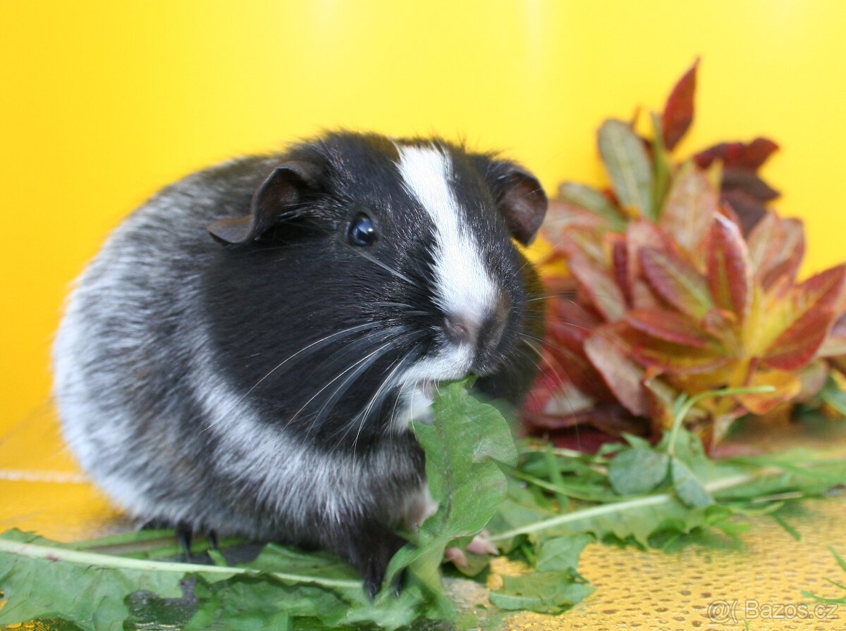 Morče, morčata samičky. - 4