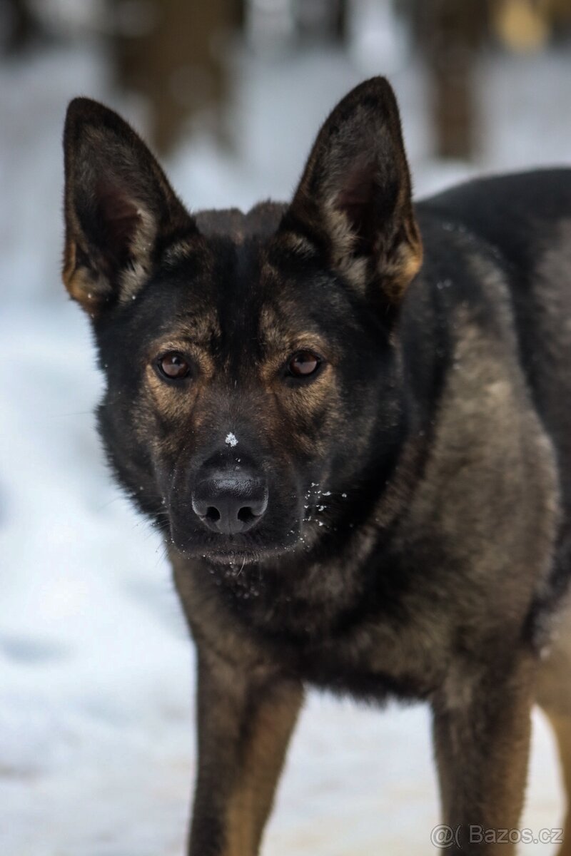 2,5 letá fena NO s PP - 4