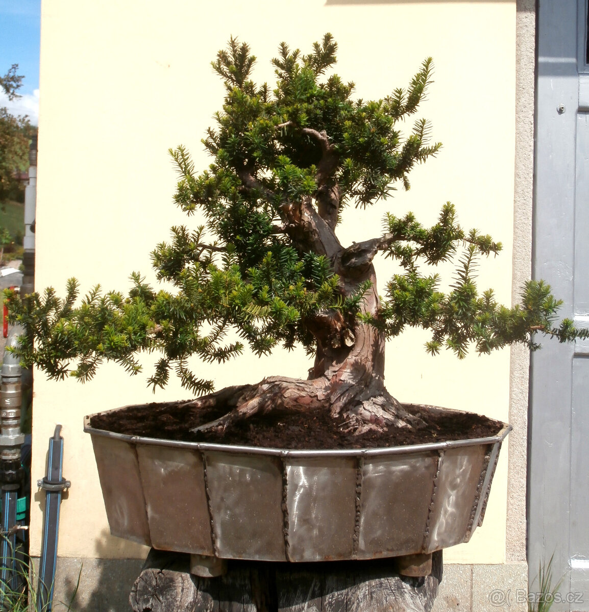 Bonsaj - Tis červený, Taxus baccata - 4